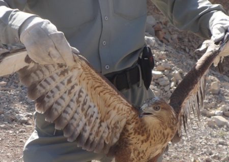 کشف ۱۶ پرنده شکاری از افراد متخلف در استان بوشهر