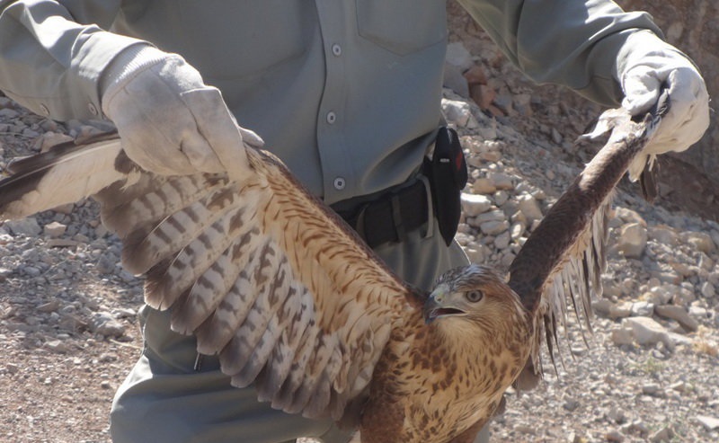 کشف ۱۶ پرنده شکاری از افراد متخلف در استان بوشهر