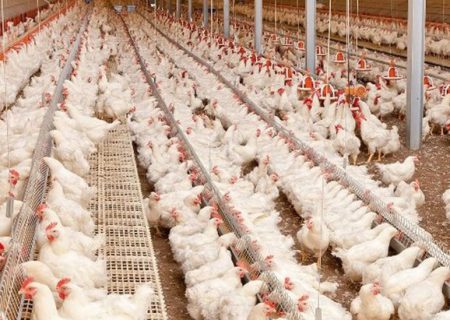 تولید دومین مرکز تولید تخم مرغ در استان بوشهر