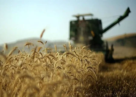 برداشت ۱۵ هزار تن گندم از مزارع بوشهر