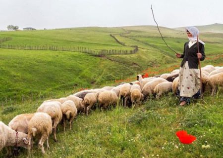 خوشحالی پیرزن بوشهری از نجات گوسفندهایش